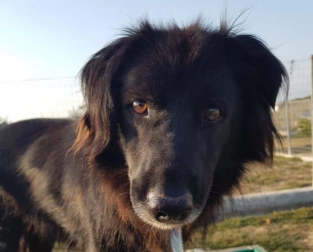 Joshi, schwarz male Mixed Breed for adoption at A.C.E. Animal Compassion Europe - Tiere in Not e.V. — photo 7 of 7