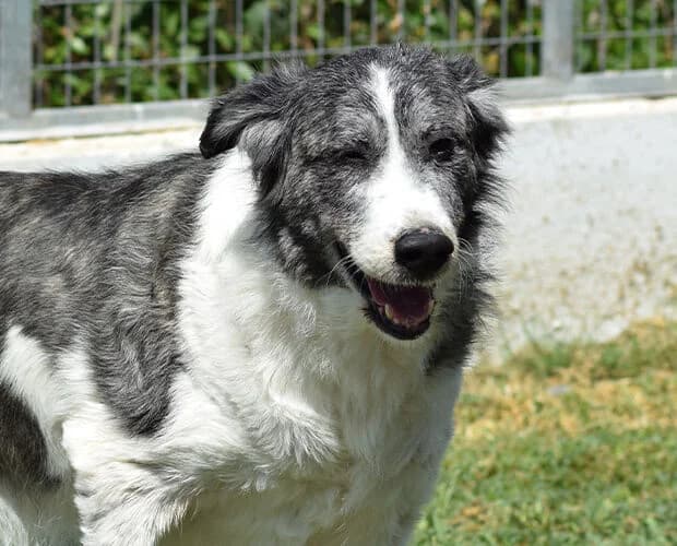 Wilma, schwarz-weiss female senior Mixed Breed for adoption at A.C.E. Animal Compassion Europe - Tiere in Not e.V.