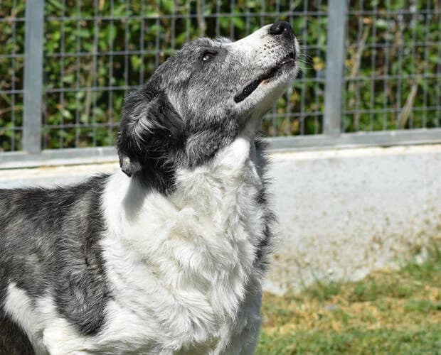 Wilma, schwarz-weiss female Mixed Breed for adoption at A.C.E. Animal Compassion Europe - Tiere in Not e.V. — photo 2 of 8