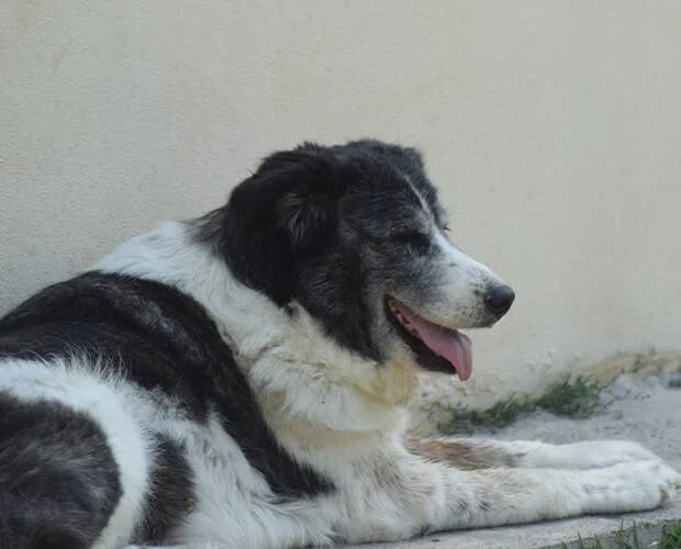 Wilma, schwarz-weiss female Mixed Breed for adoption at A.C.E. Animal Compassion Europe - Tiere in Not e.V. — photo 3 of 8