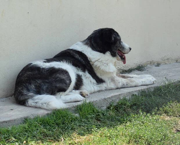 Wilma, schwarz-weiss female Mixed Breed for adoption at A.C.E. Animal Compassion Europe - Tiere in Not e.V. — photo 4 of 8