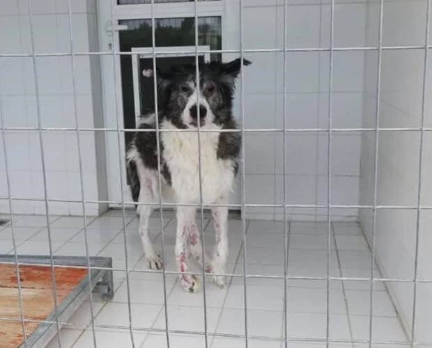 Wilma, schwarz-weiss female Mixed Breed for adoption at A.C.E. Animal Compassion Europe - Tiere in Not e.V. — photo 5 of 8