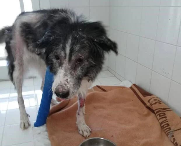 Wilma, schwarz-weiss female Mixed Breed for adoption at A.C.E. Animal Compassion Europe - Tiere in Not e.V. — photo 6 of 8