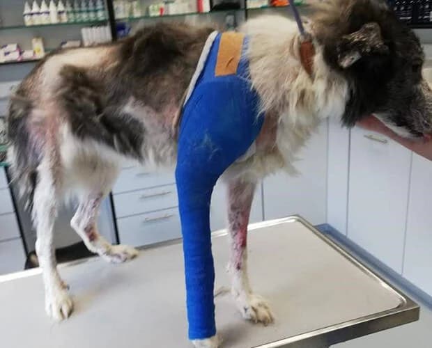 Wilma, schwarz-weiss female Mixed Breed for adoption at A.C.E. Animal Compassion Europe - Tiere in Not e.V. — photo 7 of 8