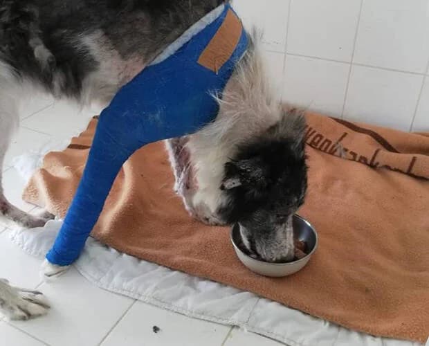 Wilma, schwarz-weiss female Mixed Breed for adoption at A.C.E. Animal Compassion Europe - Tiere in Not e.V. — photo 8 of 8