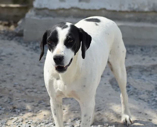 Erika, schwarz-weiss female Mixed Breed for adoption at A.C.E. Animal Compassion Europe - Tiere in Not e.V.
