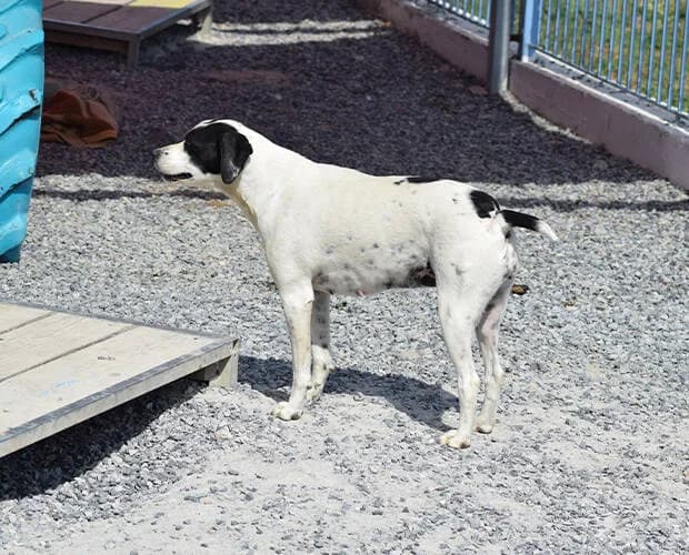 Erika, schwarz-weiss female Mixed Breed for adoption at A.C.E. Animal Compassion Europe - Tiere in Not e.V. — photo 2 of 8