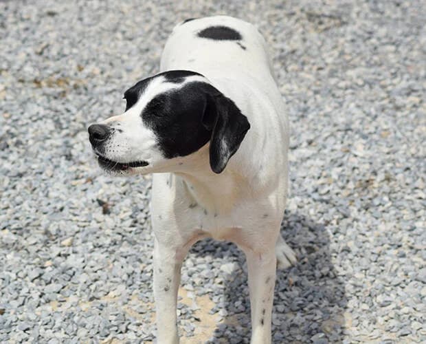 Erika, schwarz-weiss female Mixed Breed for adoption at A.C.E. Animal Compassion Europe - Tiere in Not e.V. — photo 3 of 8