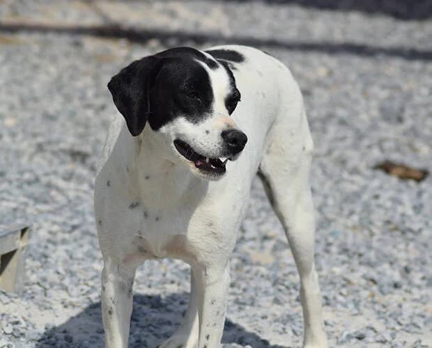 Erika, schwarz-weiss female Mixed Breed for adoption at A.C.E. Animal Compassion Europe - Tiere in Not e.V. — photo 4 of 8
