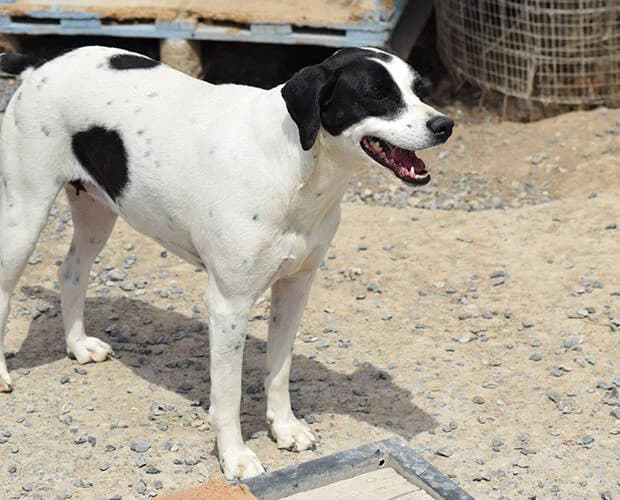 Erika, schwarz-weiss female Mixed Breed for adoption at A.C.E. Animal Compassion Europe - Tiere in Not e.V. — photo 5 of 8
