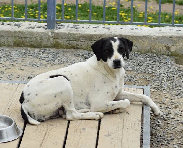 Erika, schwarz-weiss female Mixed Breed for adoption at A.C.E. Animal Compassion Europe - Tiere in Not e.V. — photo 6 of 8