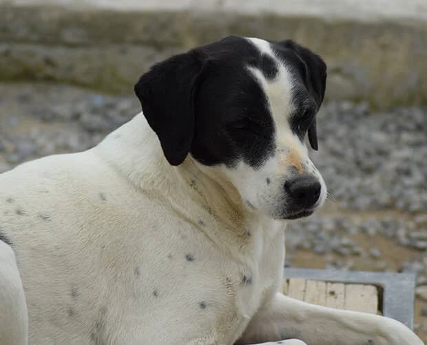 Erika, schwarz-weiss female Mixed Breed for adoption at A.C.E. Animal Compassion Europe - Tiere in Not e.V. — photo 7 of 8