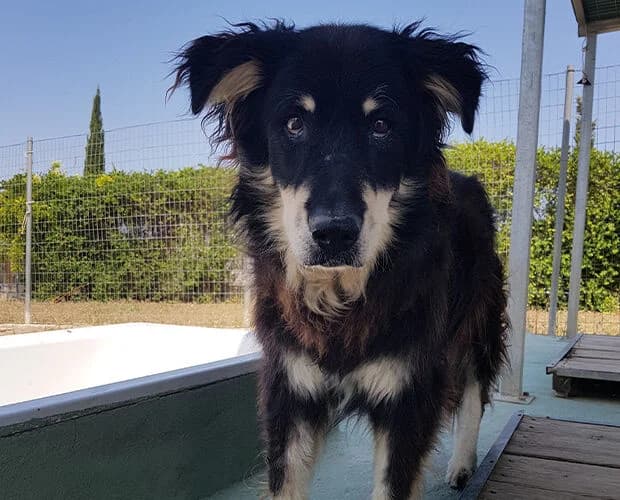 Markos, schwarz-beige male Mixed Breed for adoption at A.C.E. Animal Compassion Europe - Tiere in Not e.V.