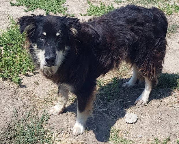 Markos, schwarz-beige male Mixed Breed for adoption at A.C.E. Animal Compassion Europe - Tiere in Not e.V. — photo 2 of 4