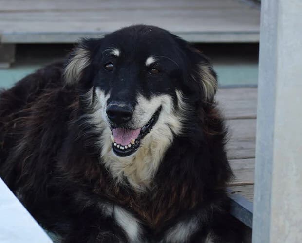 Markos, schwarz-beige male Mixed Breed for adoption at A.C.E. Animal Compassion Europe - Tiere in Not e.V. — photo 3 of 4