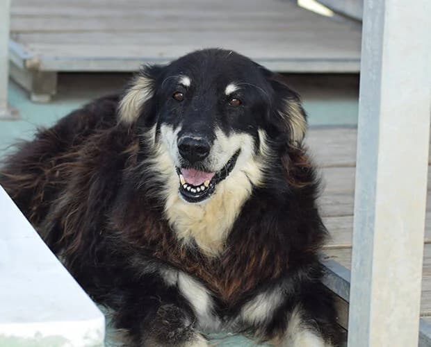 Markos, schwarz-beige male Mixed Breed for adoption at A.C.E. Animal Compassion Europe - Tiere in Not e.V. — photo 4 of 4