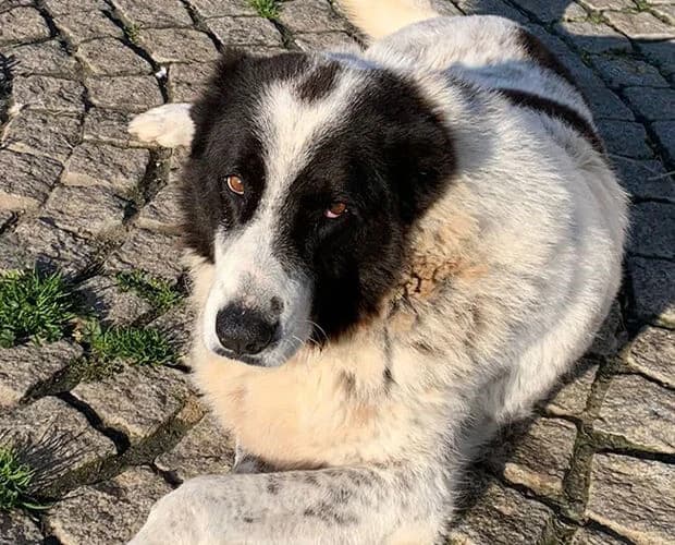 Wula, schwarz weiss female senior Mixed Breed for adoption at A.C.E. Animal Compassion Europe - Tiere in Not e.V.