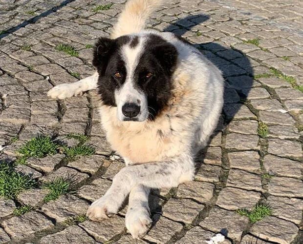 Wula, schwarz weiss female Mixed Breed for adoption at A.C.E. Animal Compassion Europe - Tiere in Not e.V. — photo 2 of 7