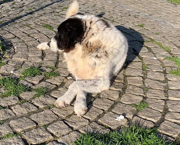 Wula, schwarz weiss female Mixed Breed for adoption at A.C.E. Animal Compassion Europe - Tiere in Not e.V. — photo 3 of 7