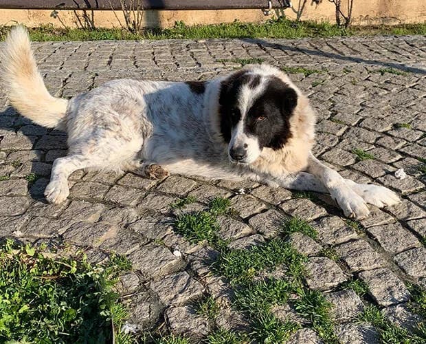 Wula, schwarz weiss female Mixed Breed for adoption at A.C.E. Animal Compassion Europe - Tiere in Not e.V. — photo 4 of 7