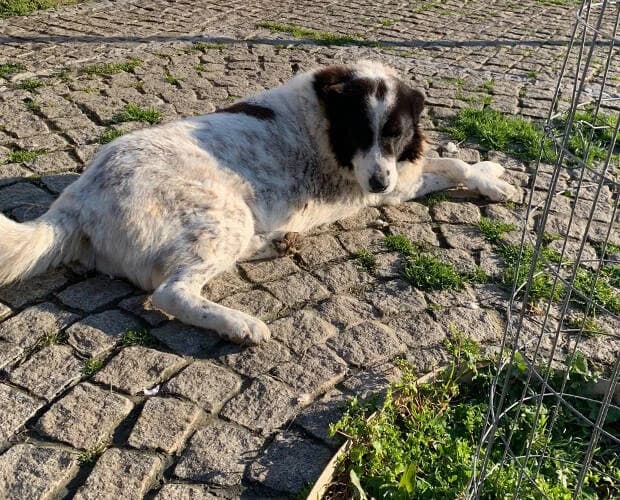 Wula, schwarz weiss female Mixed Breed for adoption at A.C.E. Animal Compassion Europe - Tiere in Not e.V. — photo 5 of 7