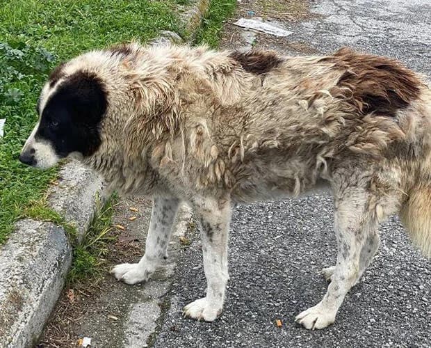 Wula, schwarz weiss female Mixed Breed for adoption at A.C.E. Animal Compassion Europe - Tiere in Not e.V. — photo 7 of 7