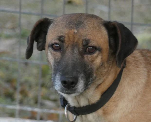 Florentina, beige-braun female senior Mixed Breed for adoption at A.C.E. Animal Compassion Europe - Tiere in Not e.V.