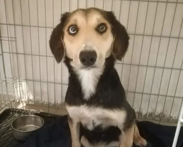 Lina, schwarz braun female Mixed Breed for adoption at A.C.E. Animal Compassion Europe - Tiere in Not e.V.