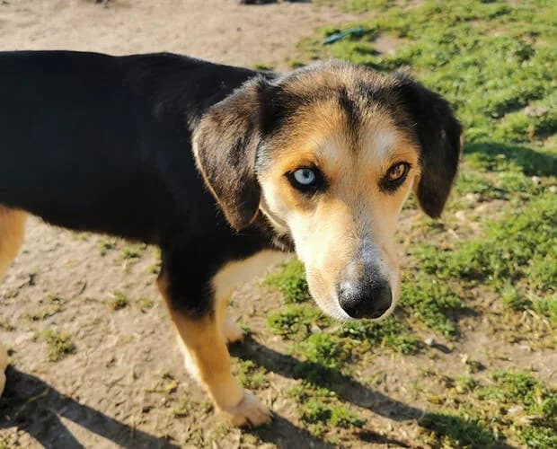 Lina, schwarz braun female Mixed Breed for adoption at A.C.E. Animal Compassion Europe - Tiere in Not e.V. — photo 2 of 8