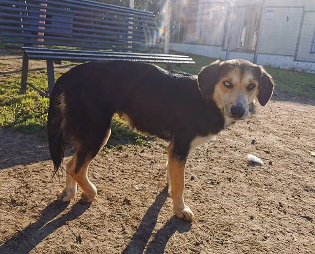 Lina, schwarz braun female Mixed Breed for adoption at A.C.E. Animal Compassion Europe - Tiere in Not e.V. — photo 3 of 8