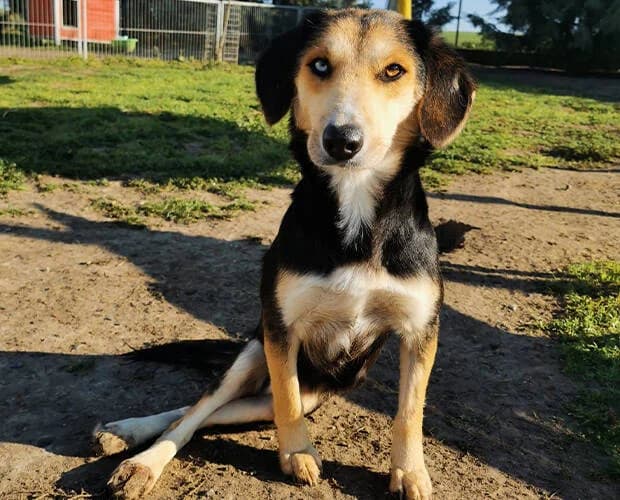 Lina, schwarz braun female Mixed Breed for adoption at A.C.E. Animal Compassion Europe - Tiere in Not e.V. — photo 4 of 8