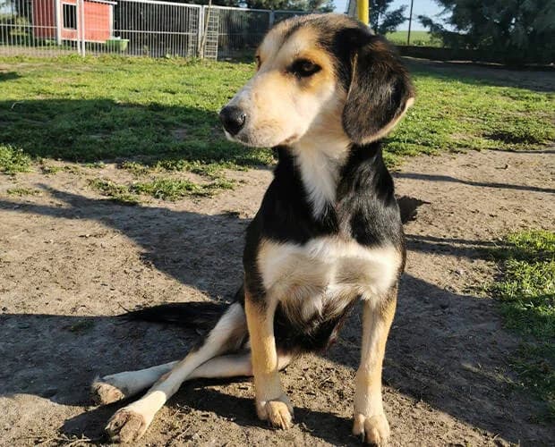 Lina, schwarz braun female Mixed Breed for adoption at A.C.E. Animal Compassion Europe - Tiere in Not e.V. — photo 5 of 8