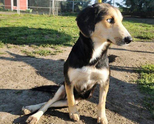 Lina, schwarz braun female Mixed Breed for adoption at A.C.E. Animal Compassion Europe - Tiere in Not e.V. — photo 6 of 8