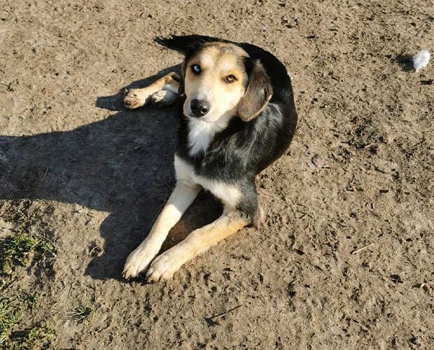 Lina, schwarz braun female Mixed Breed for adoption at A.C.E. Animal Compassion Europe - Tiere in Not e.V. — photo 7 of 8