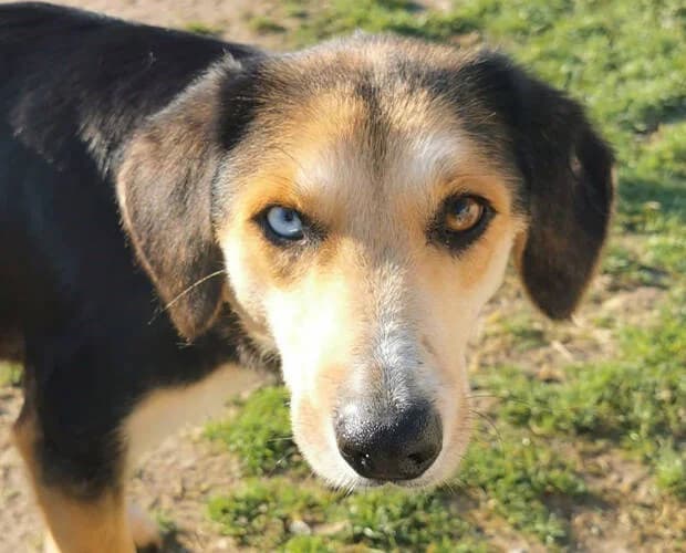 Lina, schwarz braun female Mixed Breed for adoption at A.C.E. Animal Compassion Europe - Tiere in Not e.V. — photo 8 of 8