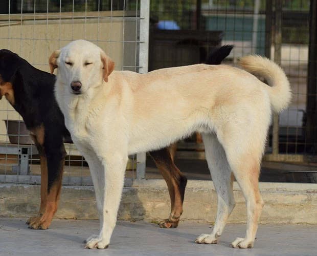 Hunter, weiß beige male senior Mixed Breed for adoption at A.C.E. Animal Compassion Europe - Tiere in Not e.V.
