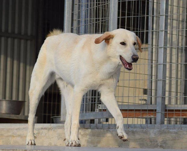 Hunter, weiß beige male Mixed Breed for adoption at A.C.E. Animal Compassion Europe - Tiere in Not e.V. — photo 2 of 8
