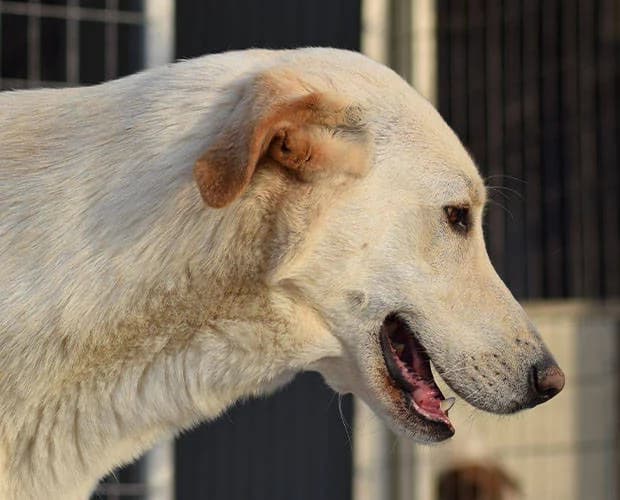 Hunter, weiß beige male Mixed Breed for adoption at A.C.E. Animal Compassion Europe - Tiere in Not e.V. — photo 3 of 8