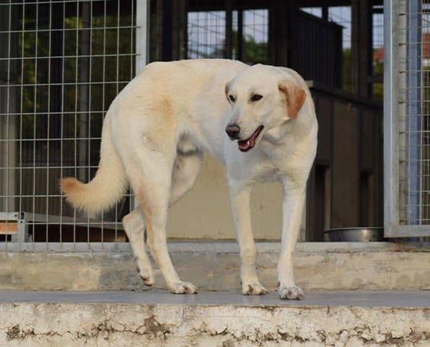 Hunter, weiß beige male Mixed Breed for adoption at A.C.E. Animal Compassion Europe - Tiere in Not e.V. — photo 4 of 8