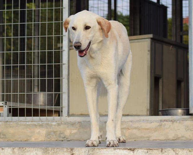 Hunter, weiß beige male Mixed Breed for adoption at A.C.E. Animal Compassion Europe - Tiere in Not e.V. — photo 5 of 8