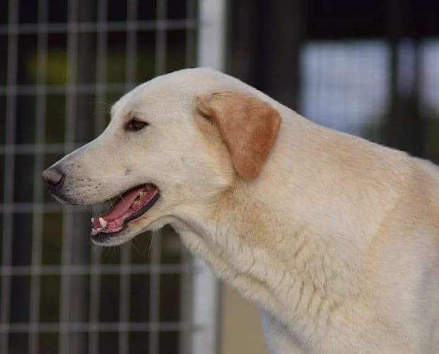 Hunter, weiß beige male Mixed Breed for adoption at A.C.E. Animal Compassion Europe - Tiere in Not e.V. — photo 6 of 8
