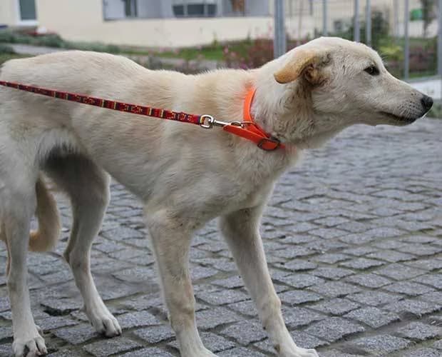 Hunter, weiß beige male Mixed Breed for adoption at A.C.E. Animal Compassion Europe - Tiere in Not e.V. — photo 7 of 8