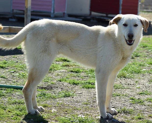 Hunter, weiß beige male Mixed Breed for adoption at A.C.E. Animal Compassion Europe - Tiere in Not e.V. — photo 8 of 8