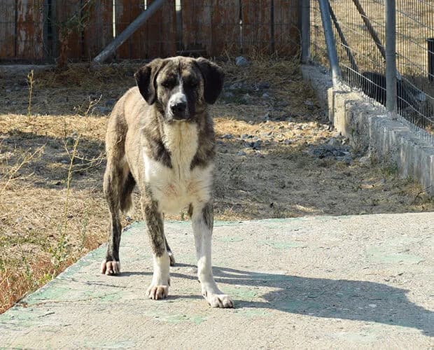 Joe, grau gestromt male Mixed Breed for adoption at A.C.E. Animal Compassion Europe - Tiere in Not e.V.