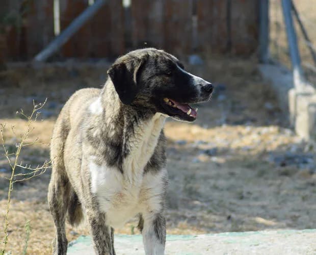 Joe, grau gestromt male Mixed Breed for adoption at A.C.E. Animal Compassion Europe - Tiere in Not e.V. — photo 2 of 7
