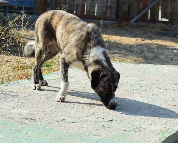 Joe, grau gestromt male Mixed Breed for adoption at A.C.E. Animal Compassion Europe - Tiere in Not e.V. — photo 3 of 7