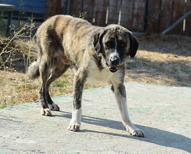 Joe, grau gestromt male Mixed Breed for adoption at A.C.E. Animal Compassion Europe - Tiere in Not e.V. — photo 4 of 7