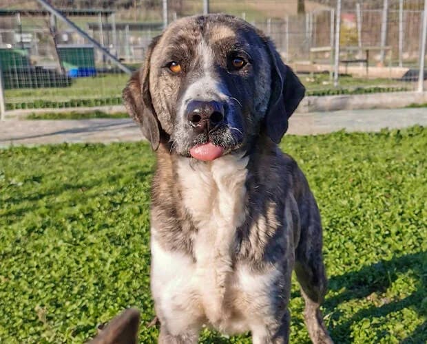 Joe, grau gestromt male Mixed Breed for adoption at A.C.E. Animal Compassion Europe - Tiere in Not e.V. — photo 5 of 7