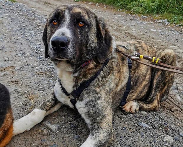 Joe, grau gestromt male Mixed Breed for adoption at A.C.E. Animal Compassion Europe - Tiere in Not e.V. — photo 6 of 7