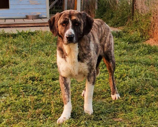 Joe, grau gestromt male Mixed Breed for adoption at A.C.E. Animal Compassion Europe - Tiere in Not e.V. — photo 7 of 7